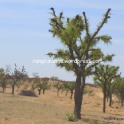 Stunted khejri trees famous for sangaria fruit