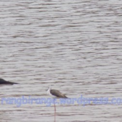 Pink-legged Black-winged Stilts enjoying a dip at Maota Lake