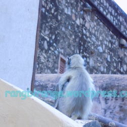 Langoor sitting on the balcony of the fort